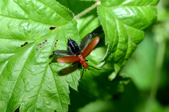 Pyrochroa serraticornis