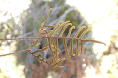 Gleichenia alpina