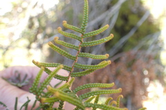 Gleichenia alpina