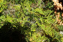 Gleichenia alpina