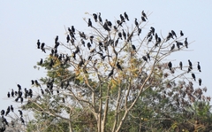 Phalacrocorax fuscicollis