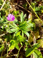 Geranium dissectum