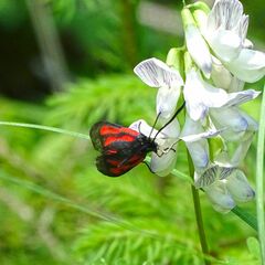 Zygaena osterodensis