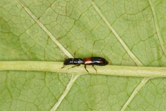 Nemozoma elongatum