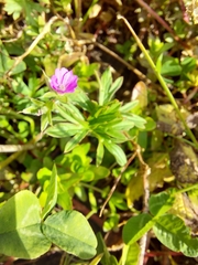 Geranium dissectum