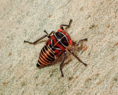 Eurymeloides bicincta
