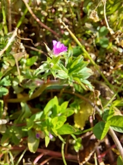 Geranium dissectum