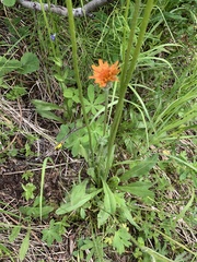 Agoseris aurantiaca
