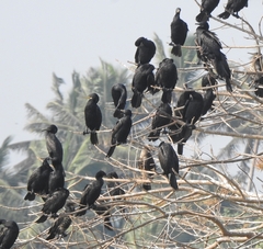 Phalacrocorax fuscicollis