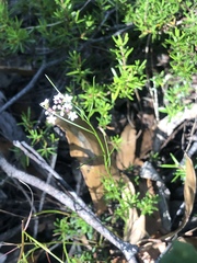 Platysace heterophylla