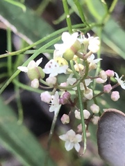 Platysace heterophylla