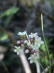Platysace heterophylla