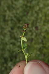 Gonocarpus serpyllifolius