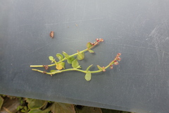 Gonocarpus serpyllifolius