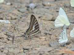 Graphium aristeus