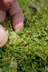 Gonocarpus serpyllifolius