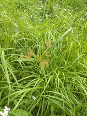 Cyperus distans