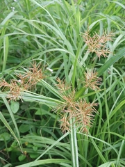Cyperus distans