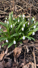 Galanthus
