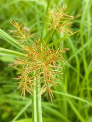Cyperus distans