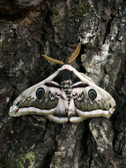 Saturnia pyretorum