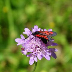 Zygaena osterodensis
