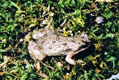 Cacosternum boettgeri