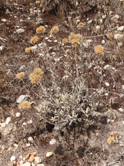 Achyrocline lehmannii