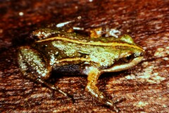 Cacosternum boettgeri