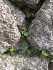 Nanocnide lobata