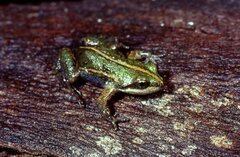 Cacosternum boettgeri