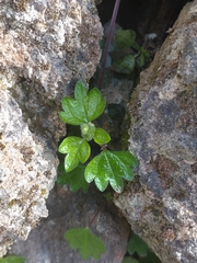 Nanocnide lobata