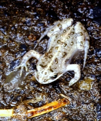 Cacosternum boettgeri