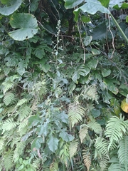 Blumea sinuata