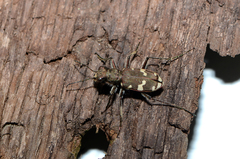 Cicindela sylvicola