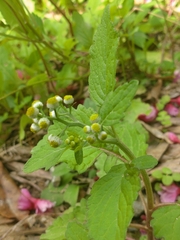 Dichrocephala integrifolia
