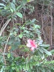 Rhododendron scabrum