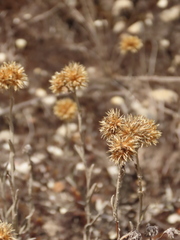 Achyrocline lehmannii