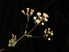 Ageratina gracilis