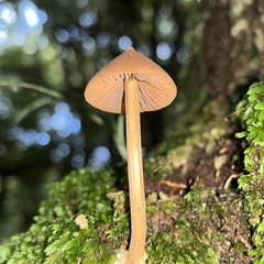 Entoloma latericolor