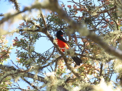 Anisognathus igniventris