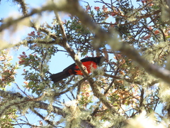 Anisognathus igniventris