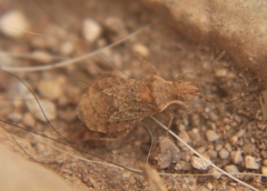 Aufeius impressicollis