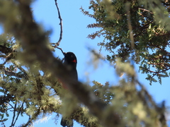 Anisognathus igniventris