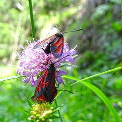 Zygaena osterodensis
