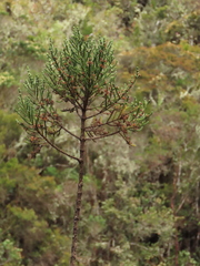 Aragoa cundinamarcensis