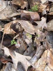 Erigenia bulbosa