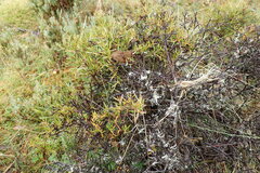 Grevillea australis
