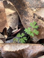 Erigenia bulbosa