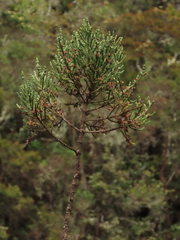 Aragoa cundinamarcensis